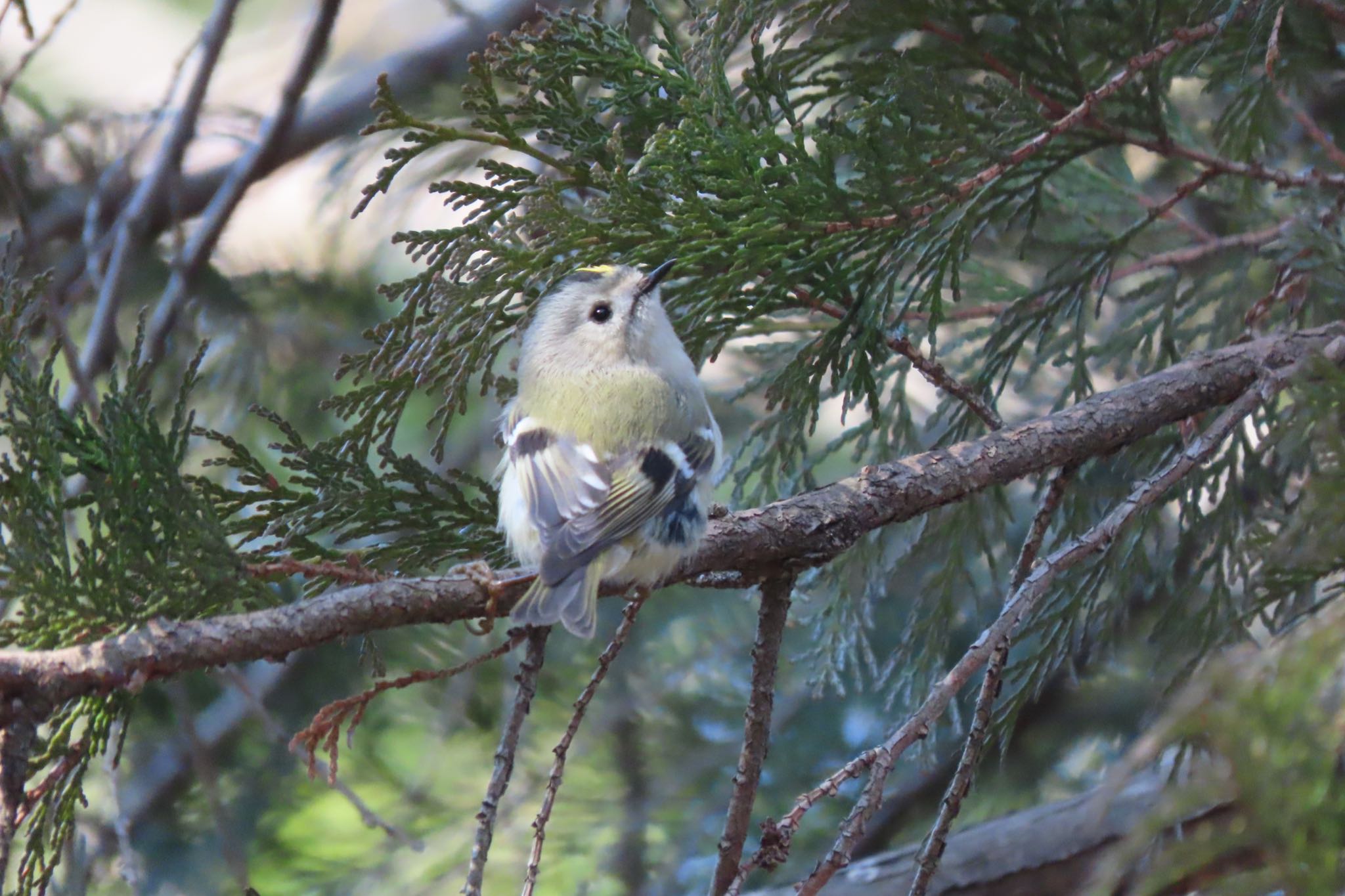 Goldcrest