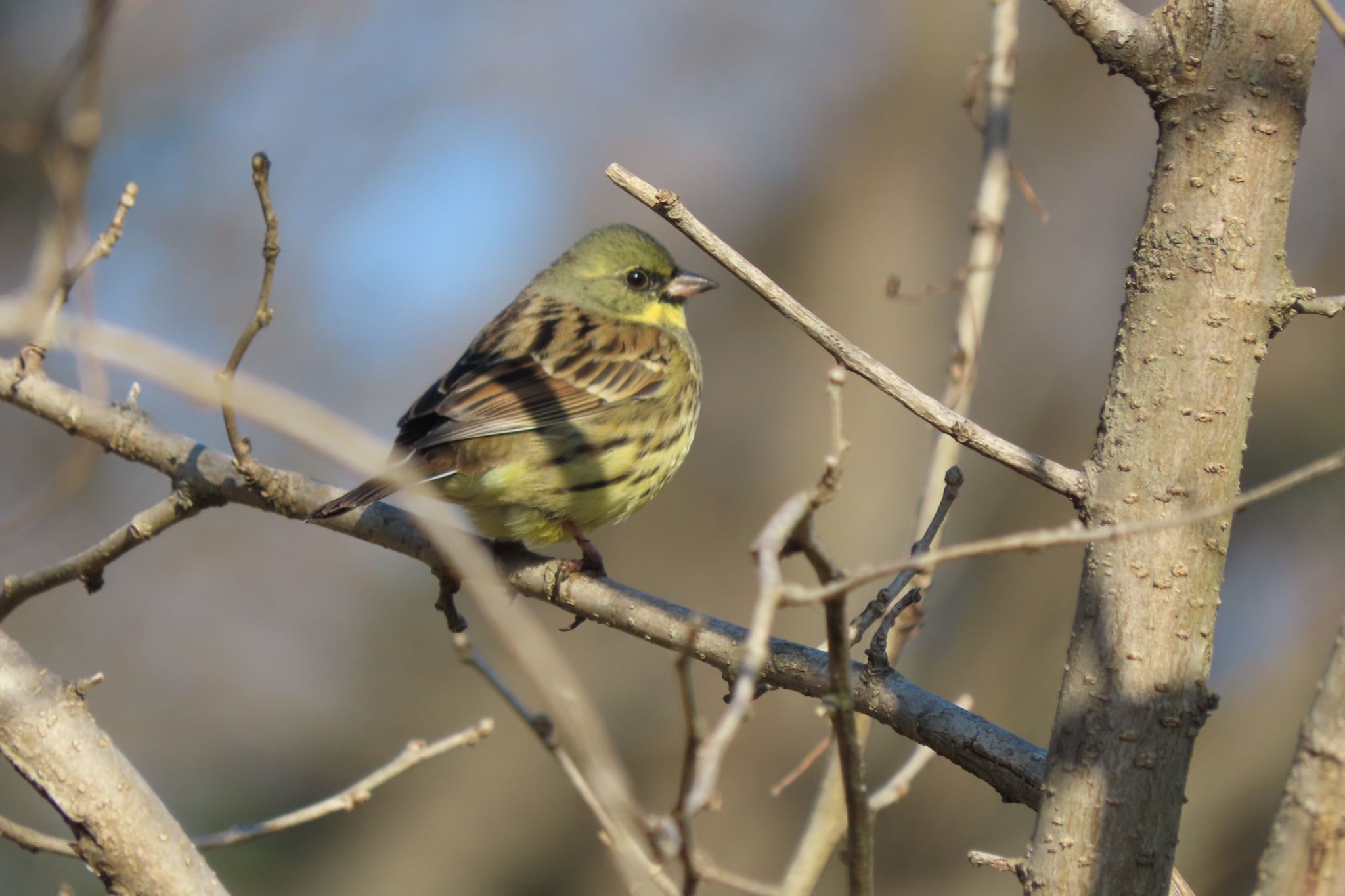 Untitled Photo by 中学生探鳥家