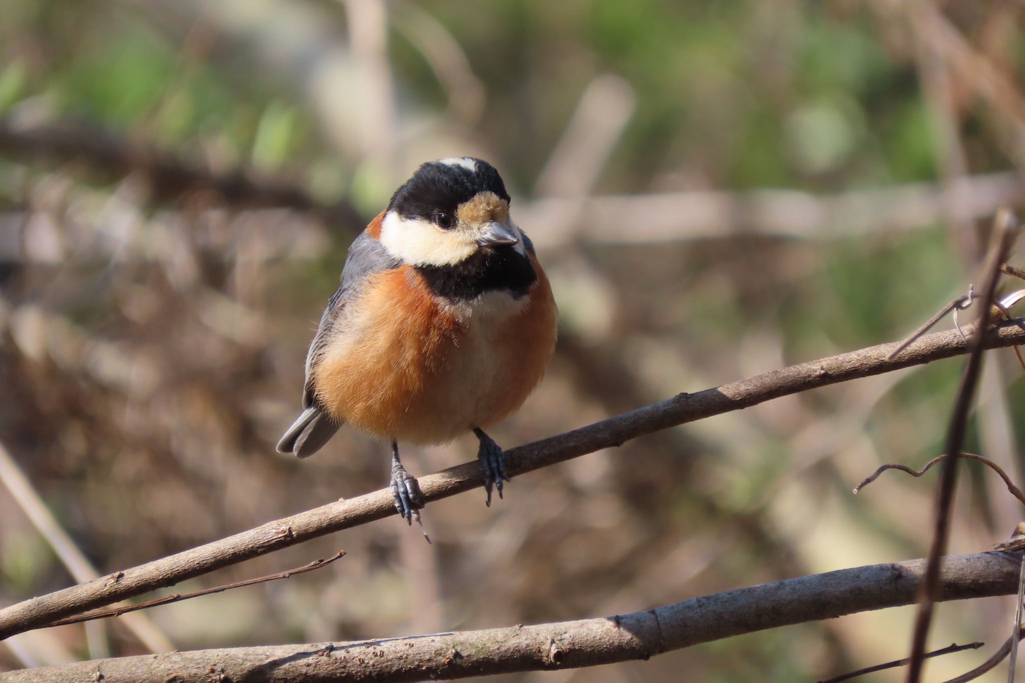 Photo of Varied Tit at Kitamoto Nature Observation Park by 中学生探鳥家