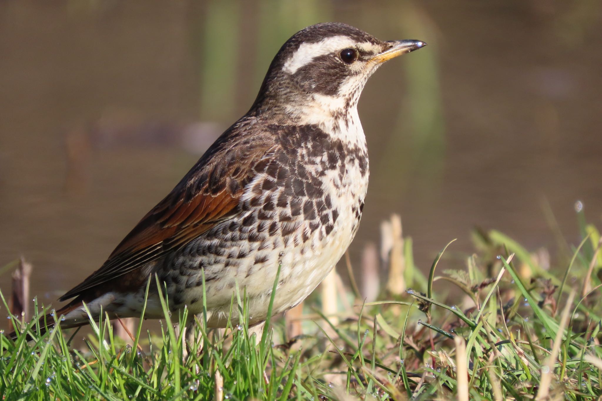 Dusky Thrush