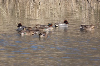 コガモ 北本自然観察公園 2024年3月20日(水)