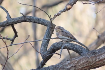 Eurasian Wryneck Kitamoto Nature Observation Park Wed, 3/20/2024