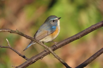 2024年3月20日(水) 北本自然観察公園の野鳥観察記録