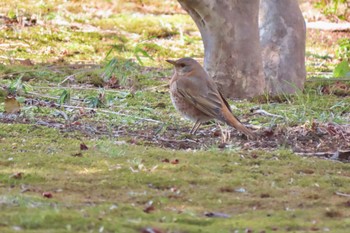 ハチジョウツグミ 六義園 2024年3月14日(木)