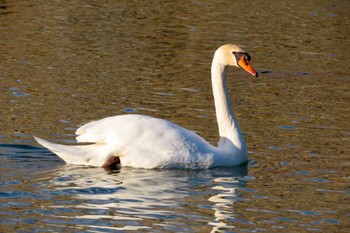 Mute Swan 松本城 Fri, 3/29/2024