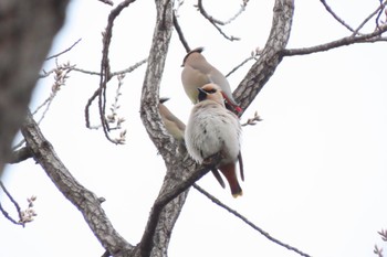 Bohemian Waxwing Ooaso Wild Bird Forest Park Wed, 3/20/2024