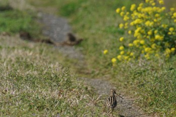 Latham's Snipe 静岡県 Wed, 3/27/2024