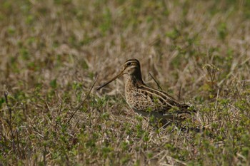 Latham's Snipe 静岡県 Wed, 3/27/2024