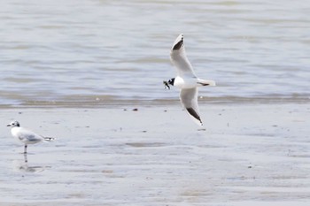 Saunders's Gull Fujimae Tidal Flat Sat, 3/30/2024