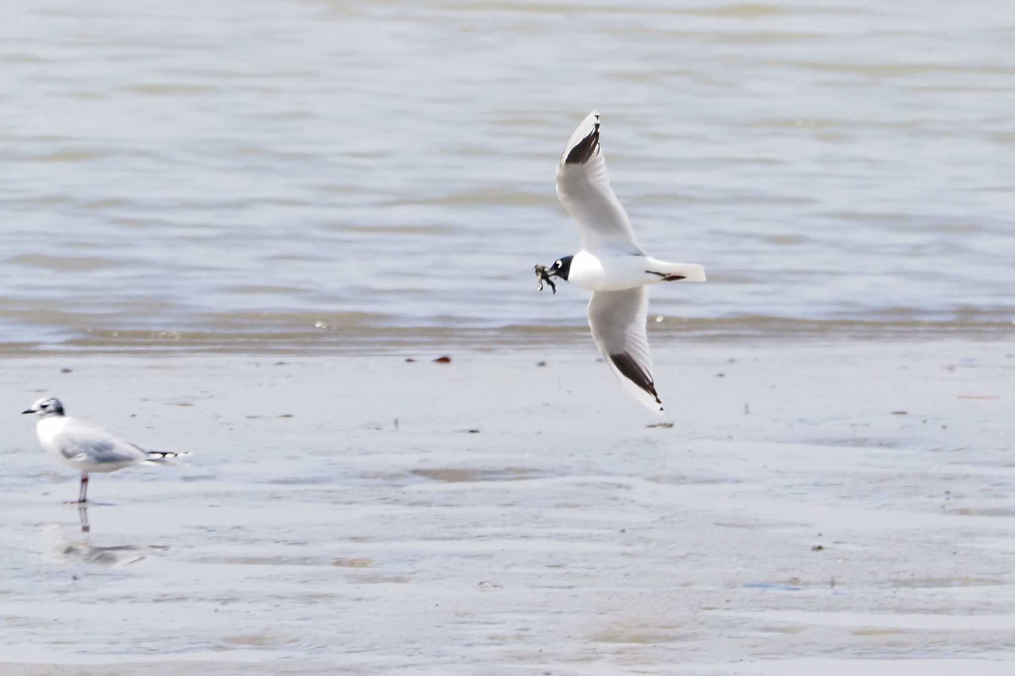 Saunders's Gull