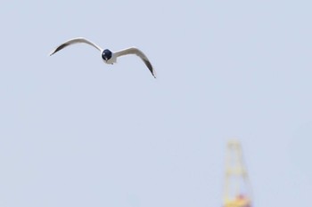 Saunders's Gull Fujimae Tidal Flat Sat, 3/30/2024