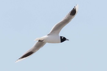 2024年3月30日(土) 藤前干潟の野鳥観察記録