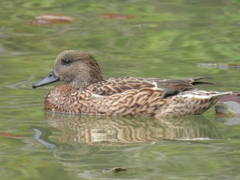 Falcated Duck 千里東町公園 Sun, 3/31/2024