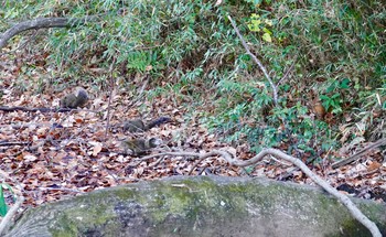 ガビチョウ 舞岡公園 2018年12月15日(土)