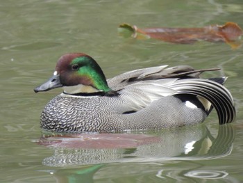 Falcated Duck 千里東町公園 Sun, 3/31/2024