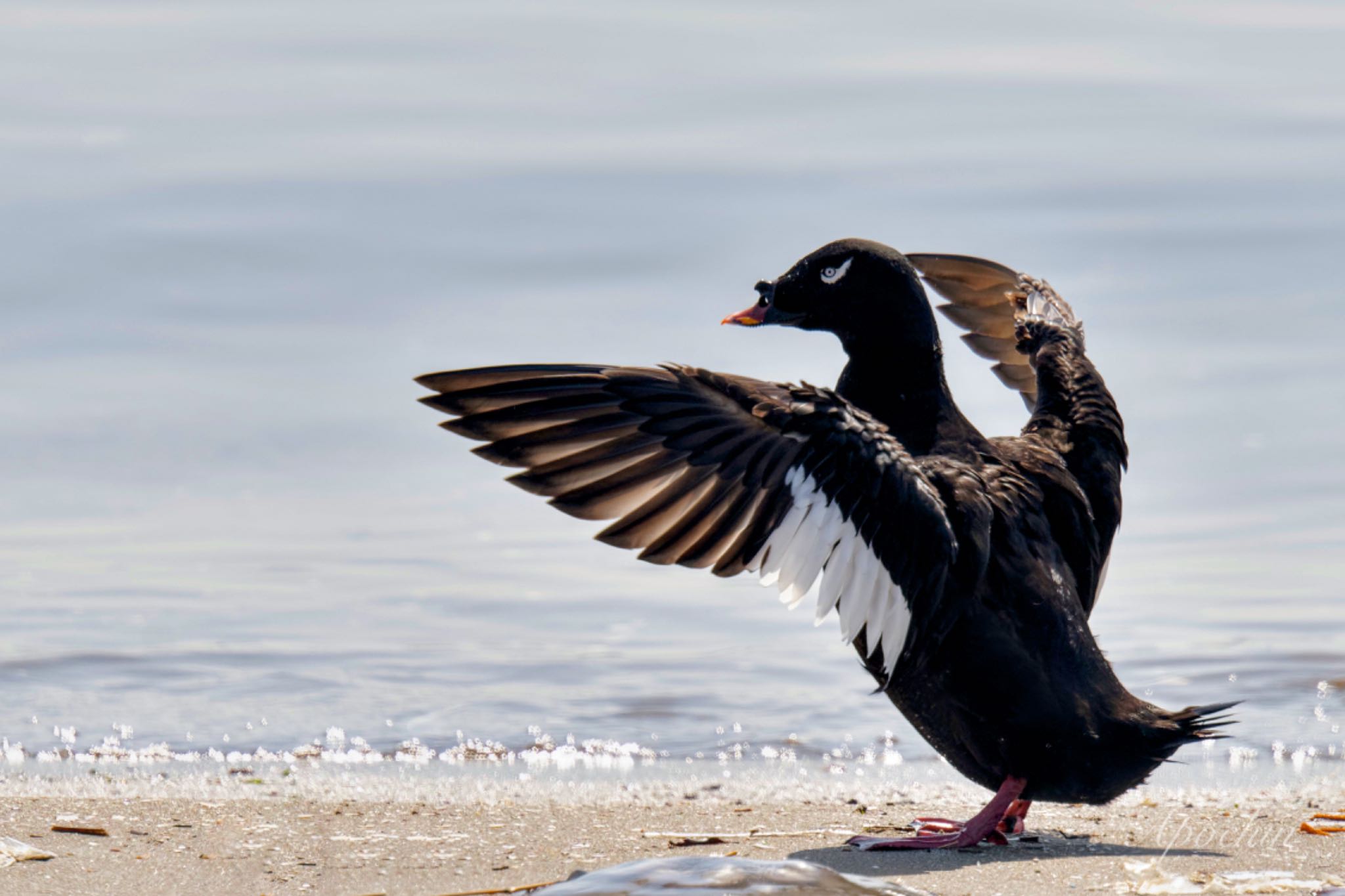 Photo of White-winged Scoter at Sambanze Tideland by アポちん