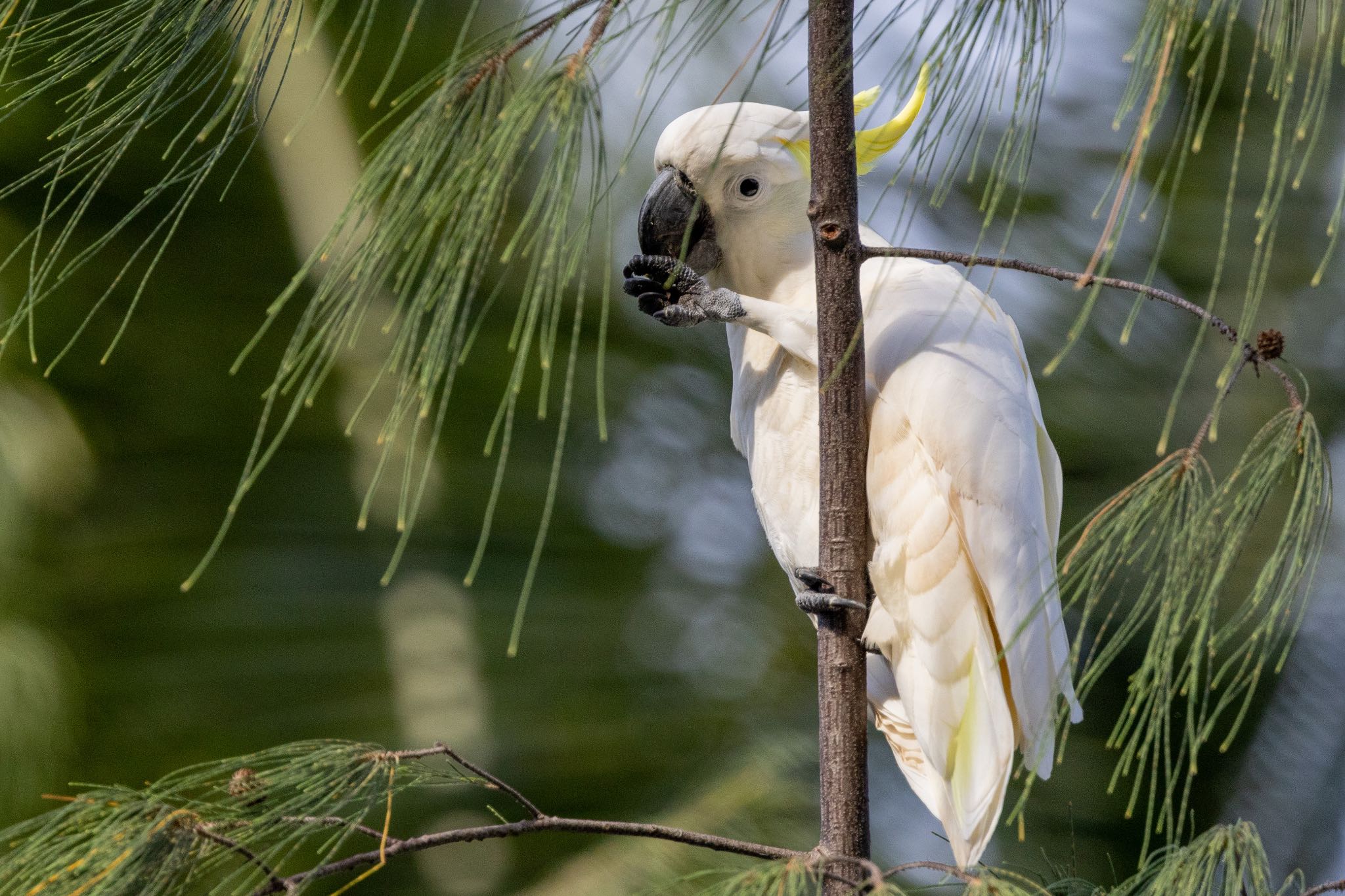 キバタン　旅行中に見かけた鳥 by marupapa