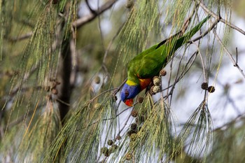 Rainbow Lorikeet palm cove Sun, 3/31/2024