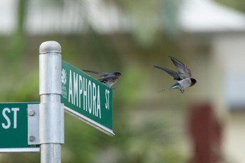 Welcome Swallow palm cove Mon, 4/1/2024