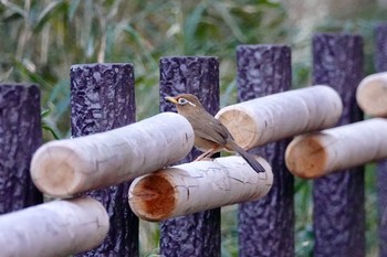 ガビチョウ 舞岡公園 2018年12月15日(土)