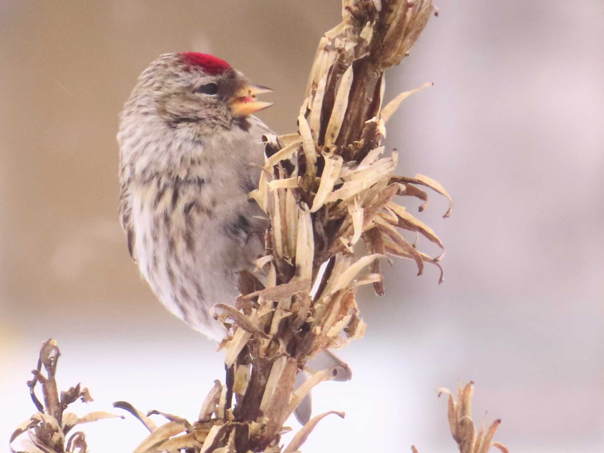 Photo of Common Redpoll at Makomanai Park by ゆ