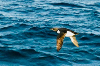 Thick-billed Murre Unknown Spots Fri, 3/22/2024