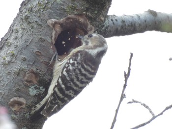 Japanese Pygmy Woodpecker 千里中央公園(大阪府豊中市) Sun, 3/31/2024