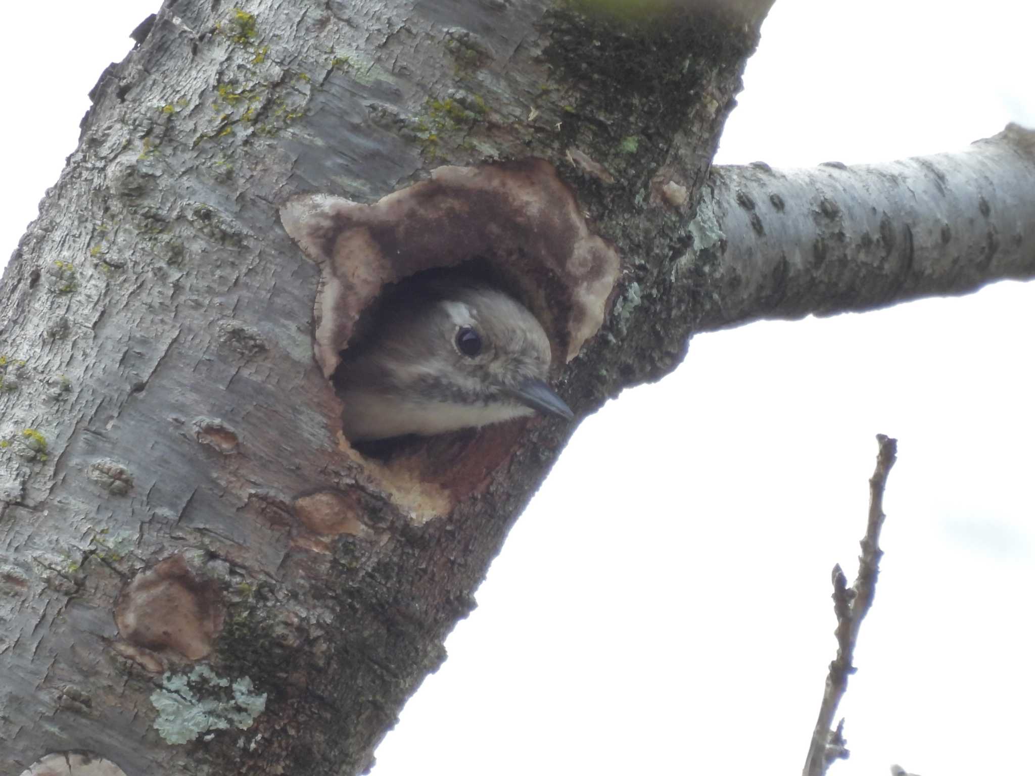 Japanese Pygmy Woodpecker