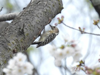 コゲラ 千里中央公園(大阪府豊中市) 2024年3月31日(日)