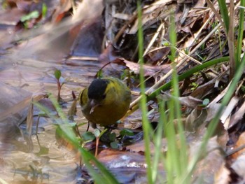 Eurasian Siskin 秩父 Thu, 3/14/2024