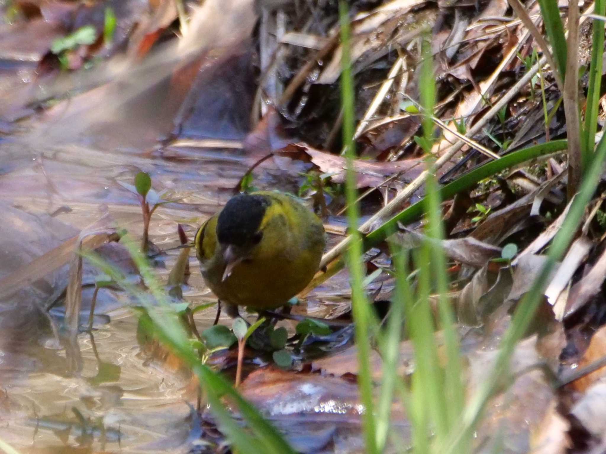 落ちた木の実を食べてると、喉が渇くんだよ・・。 by little birds