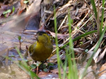 Eurasian Siskin 秩父 Thu, 3/14/2024