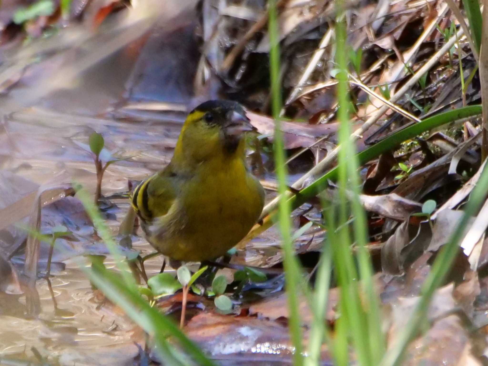 マヒワ3態。　また何か言った・・ by little birds