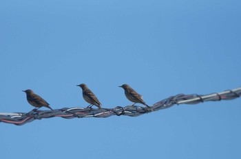 Water Pipit 静岡県 Sun, 12/16/2018