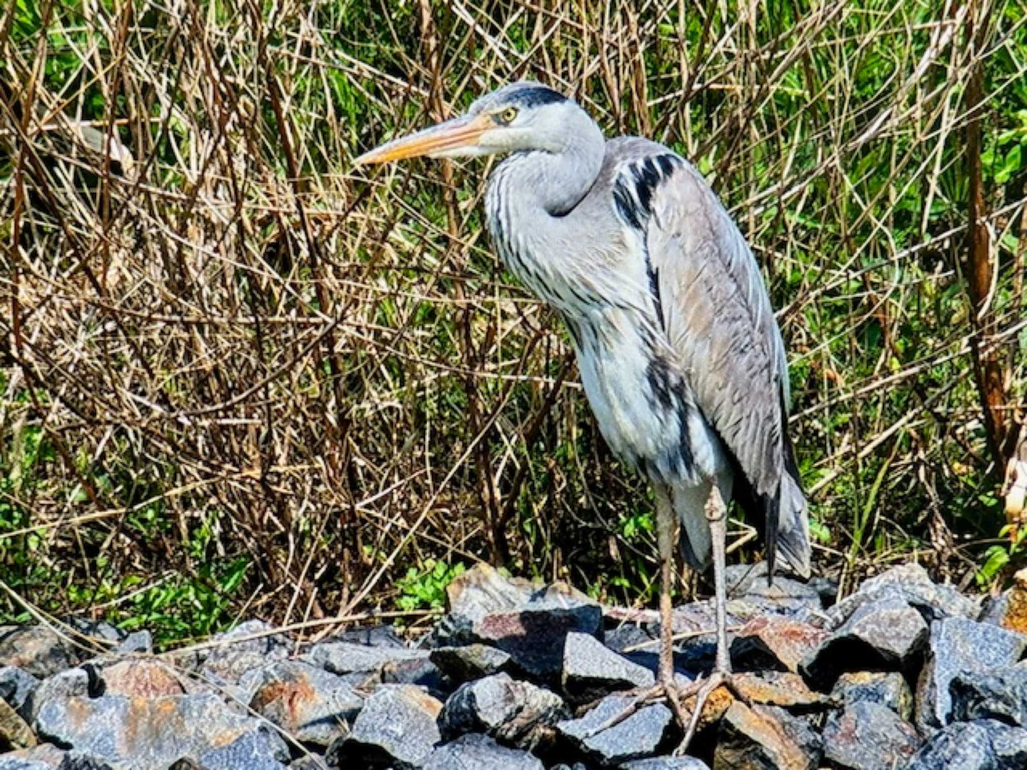 Grey Heron