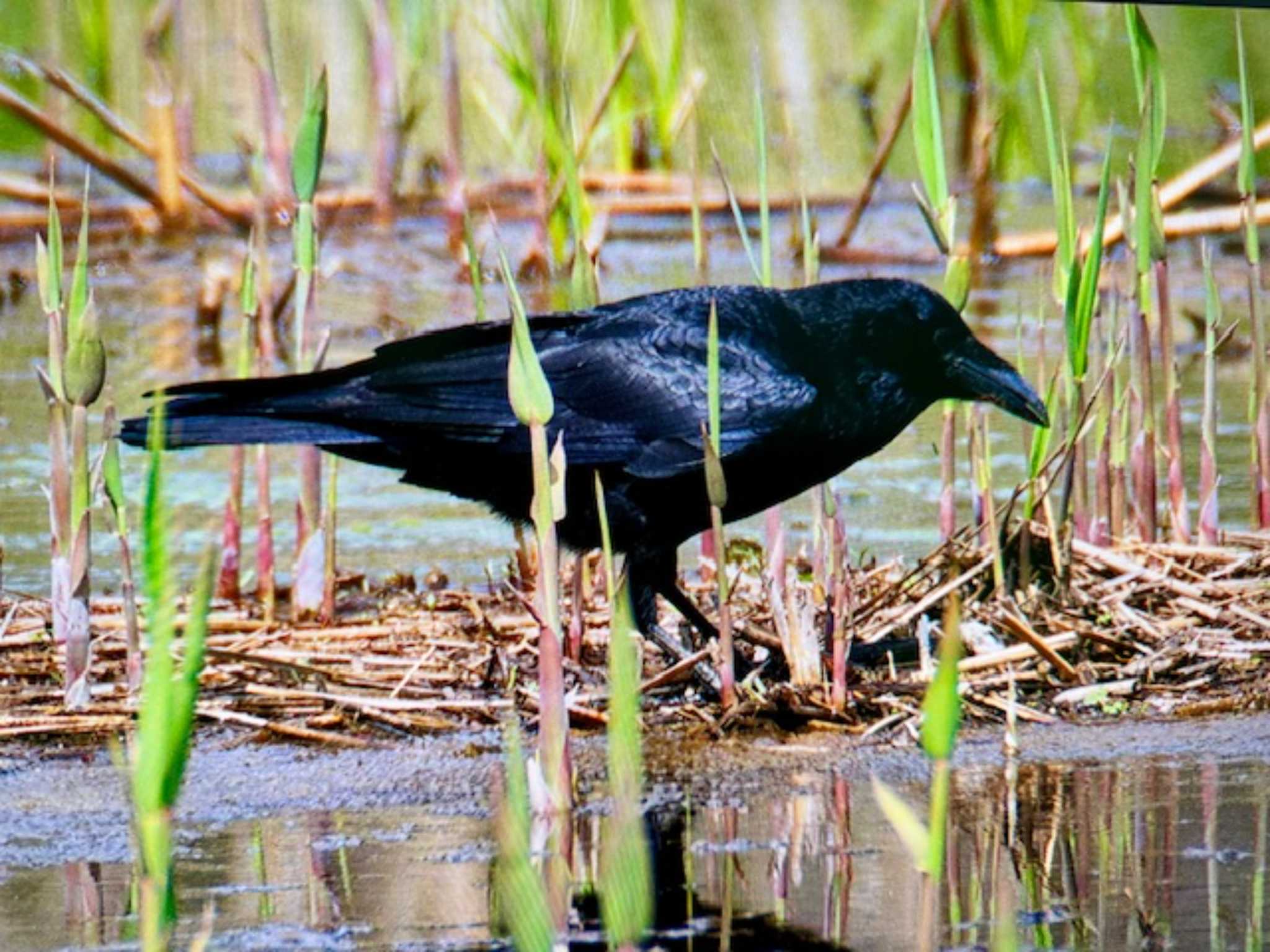 Carrion Crow