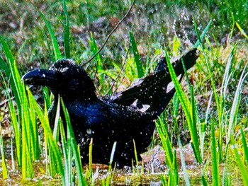 ハシブトガラス 水元公園 2024年4月1日(月)