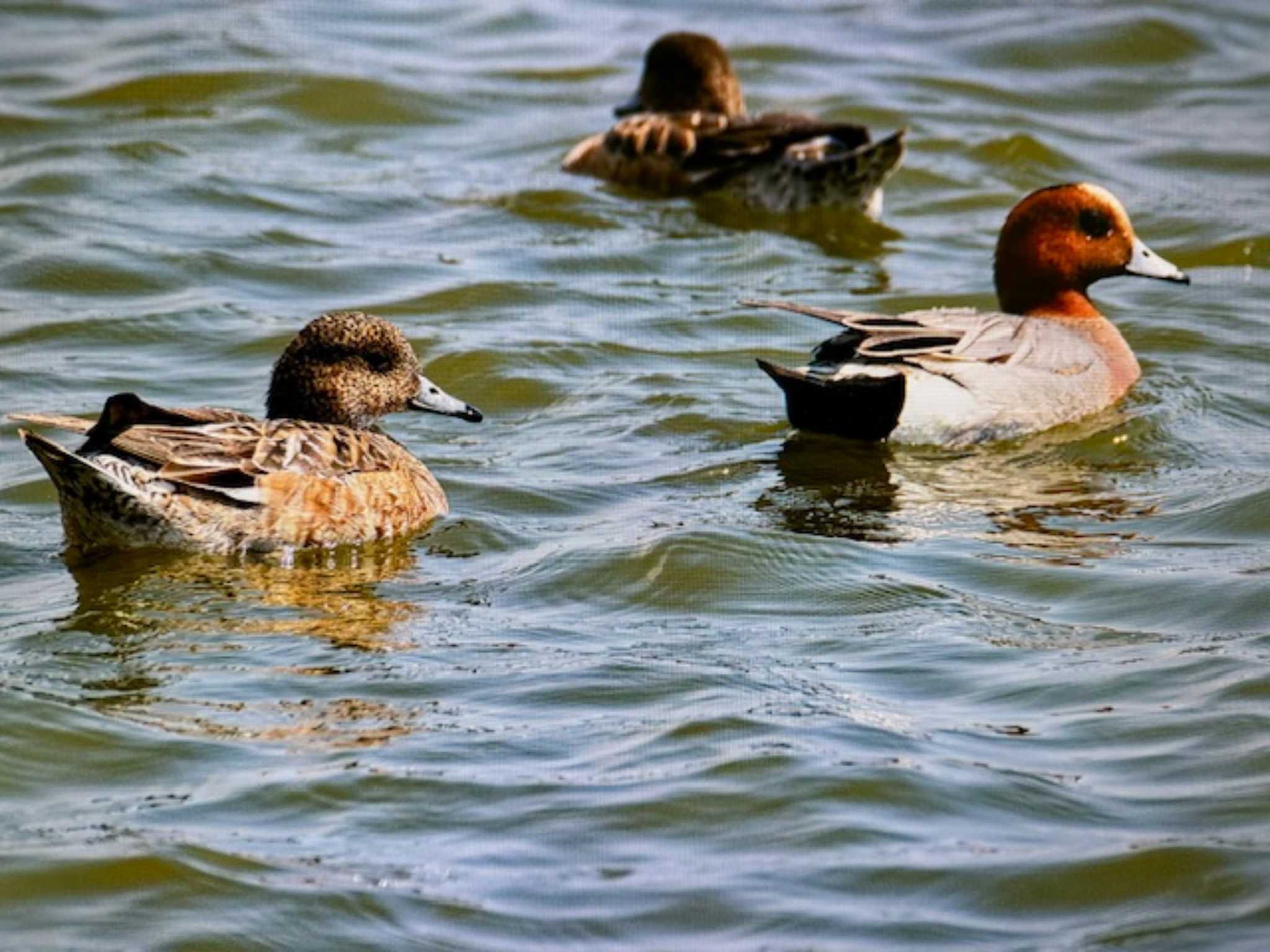 水元公園 ヒドリガモの写真 by ゆるゆるとりみんgoo