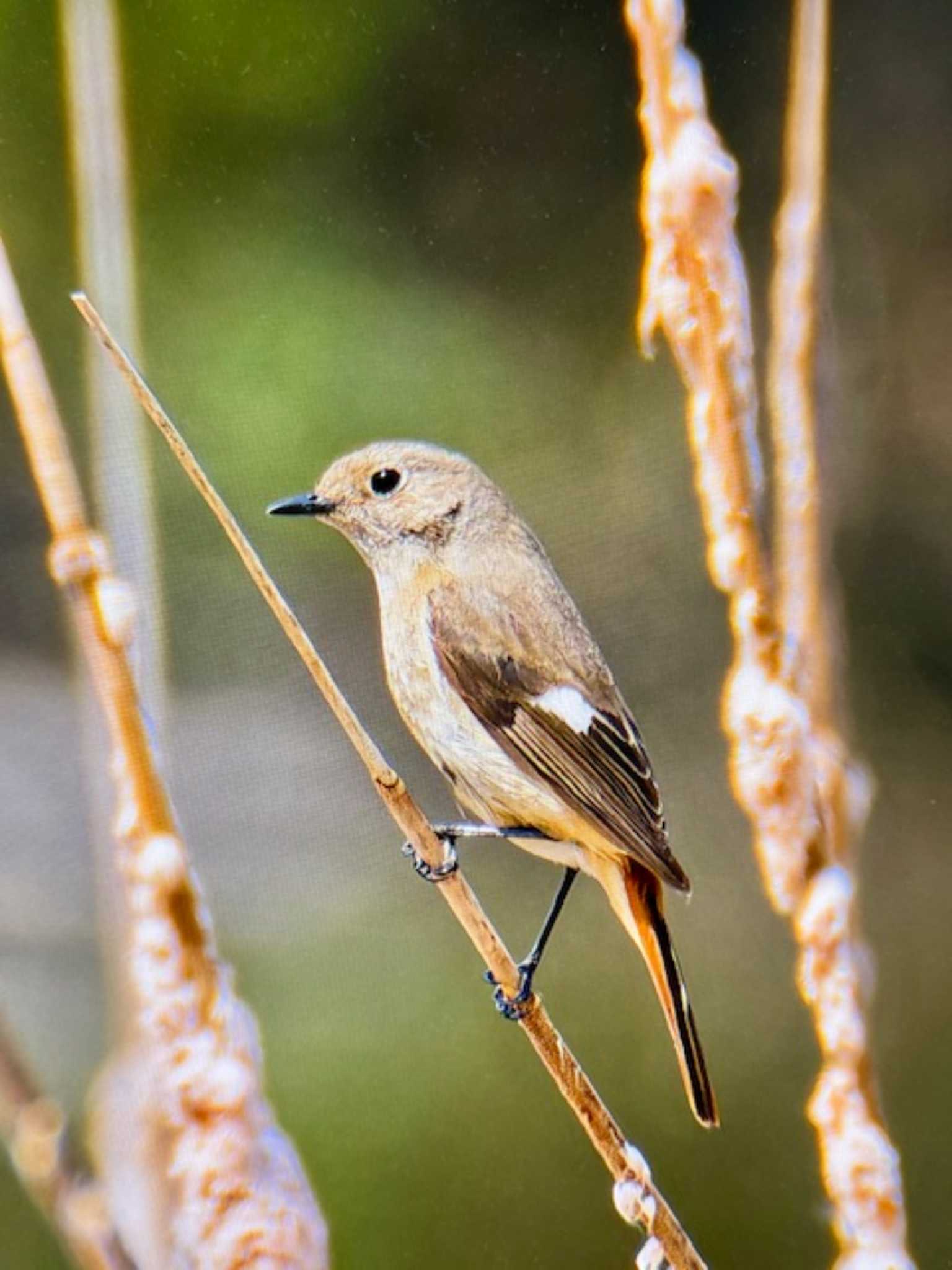 Daurian Redstart