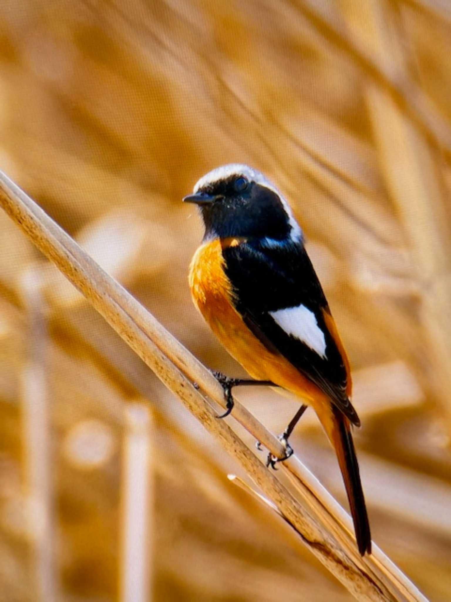 Daurian Redstart