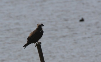 ミサゴ 大阪南港野鳥園 2018年12月15日(土)