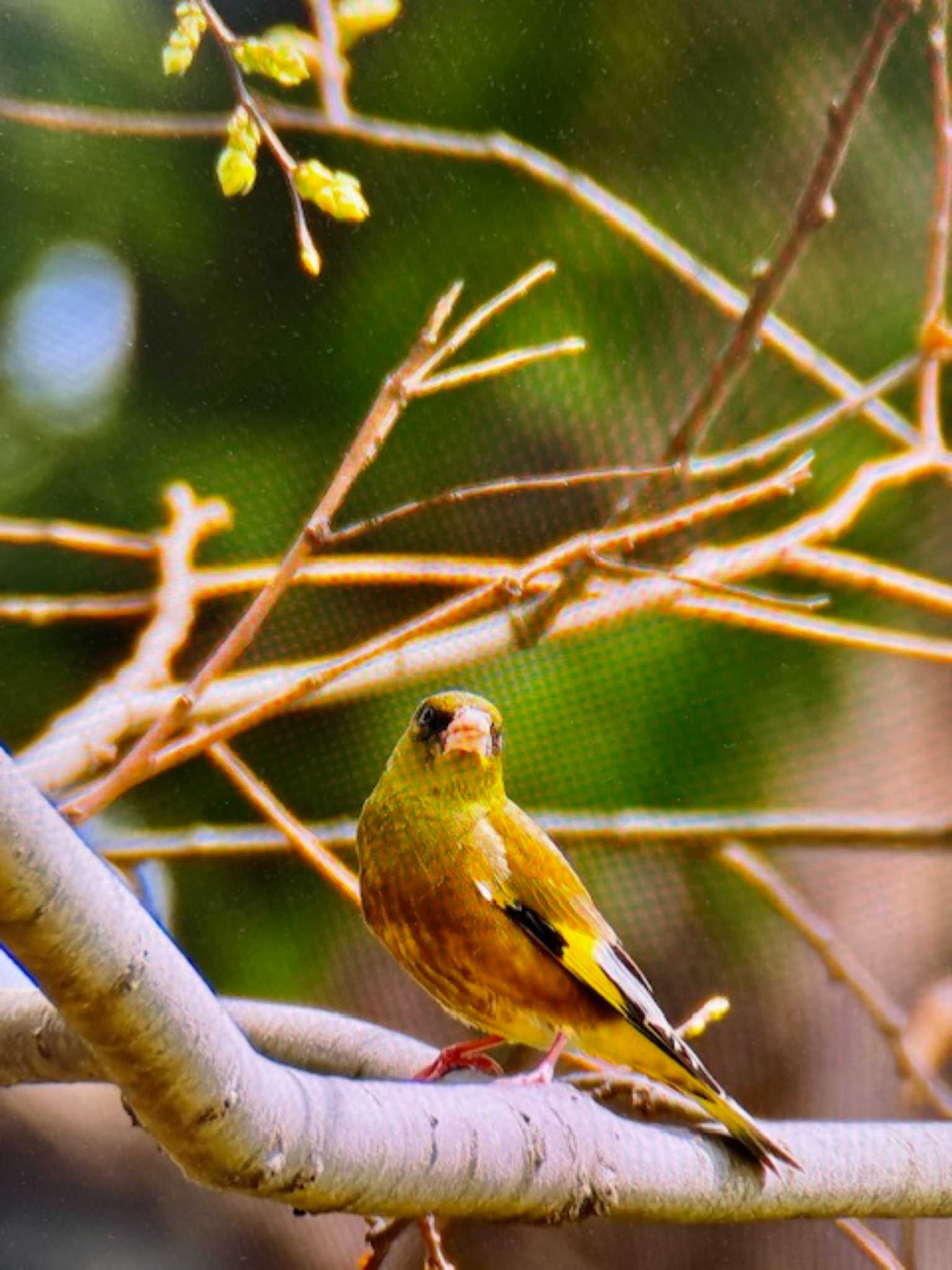 Grey-capped Greenfinch