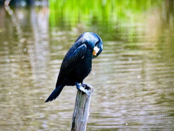 カワウ 水元公園 2024年4月1日(月)