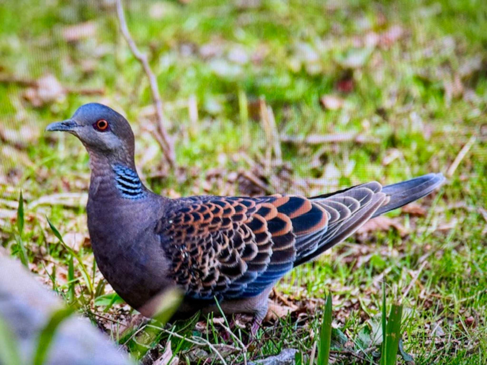 Oriental Turtle Dove