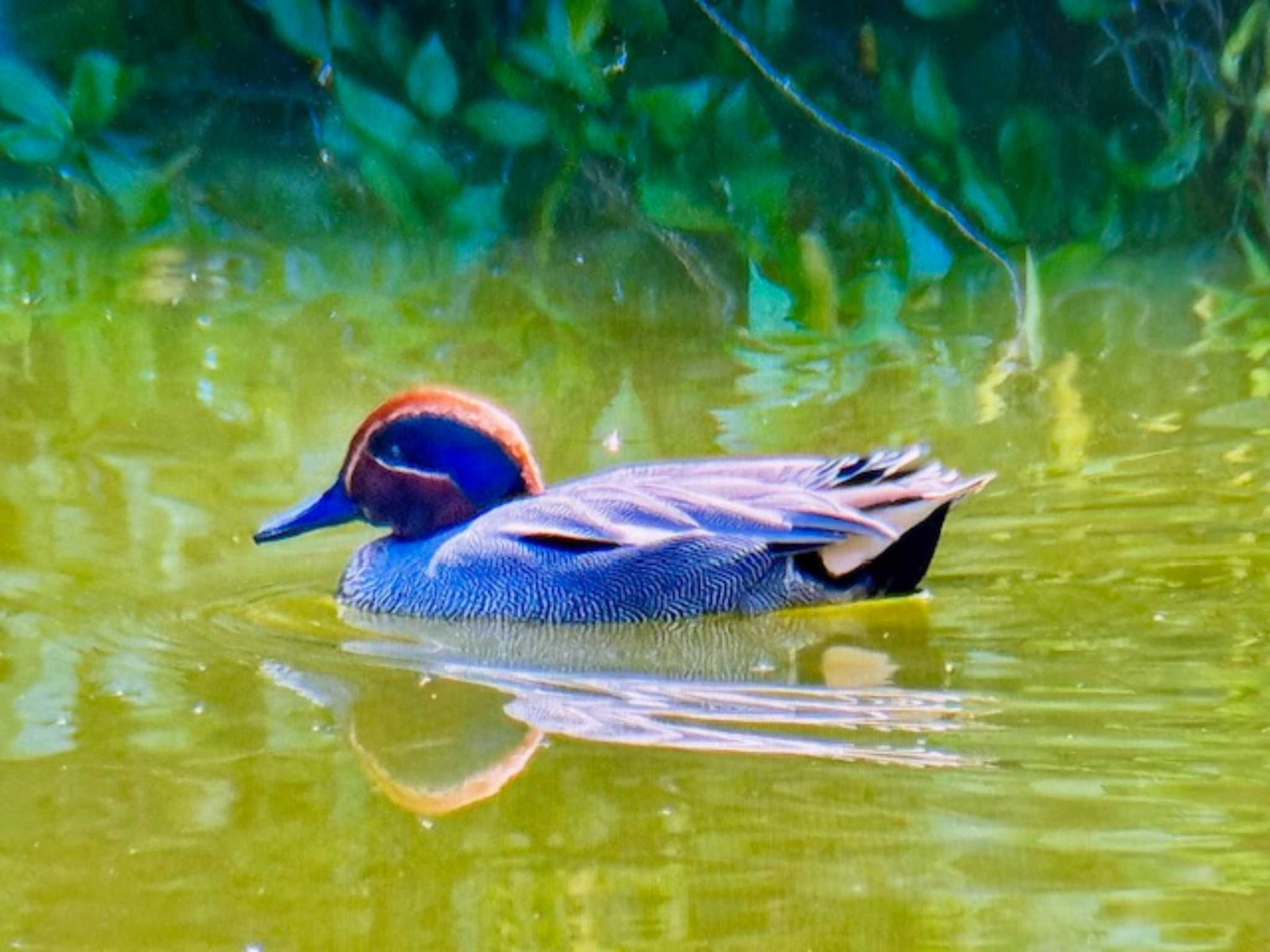 水元公園 コガモの写真 by ゆるゆるとりみんgoo