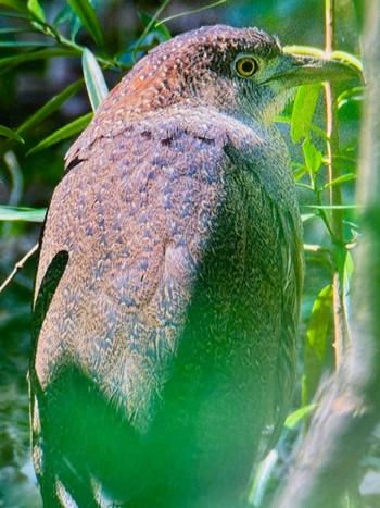 Japanese Night Heron Mizumoto Park Mon, 4/1/2024