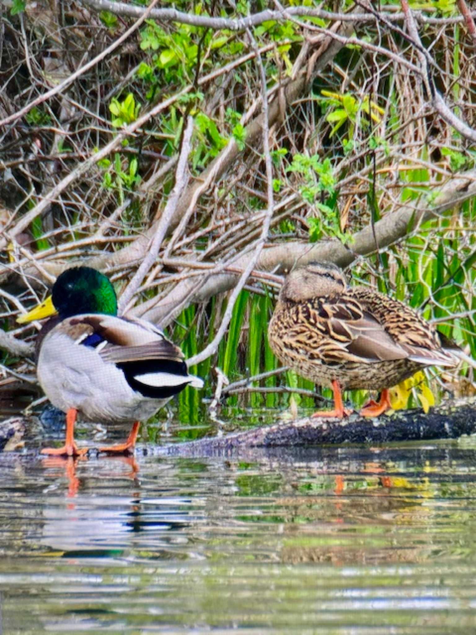 Mallard