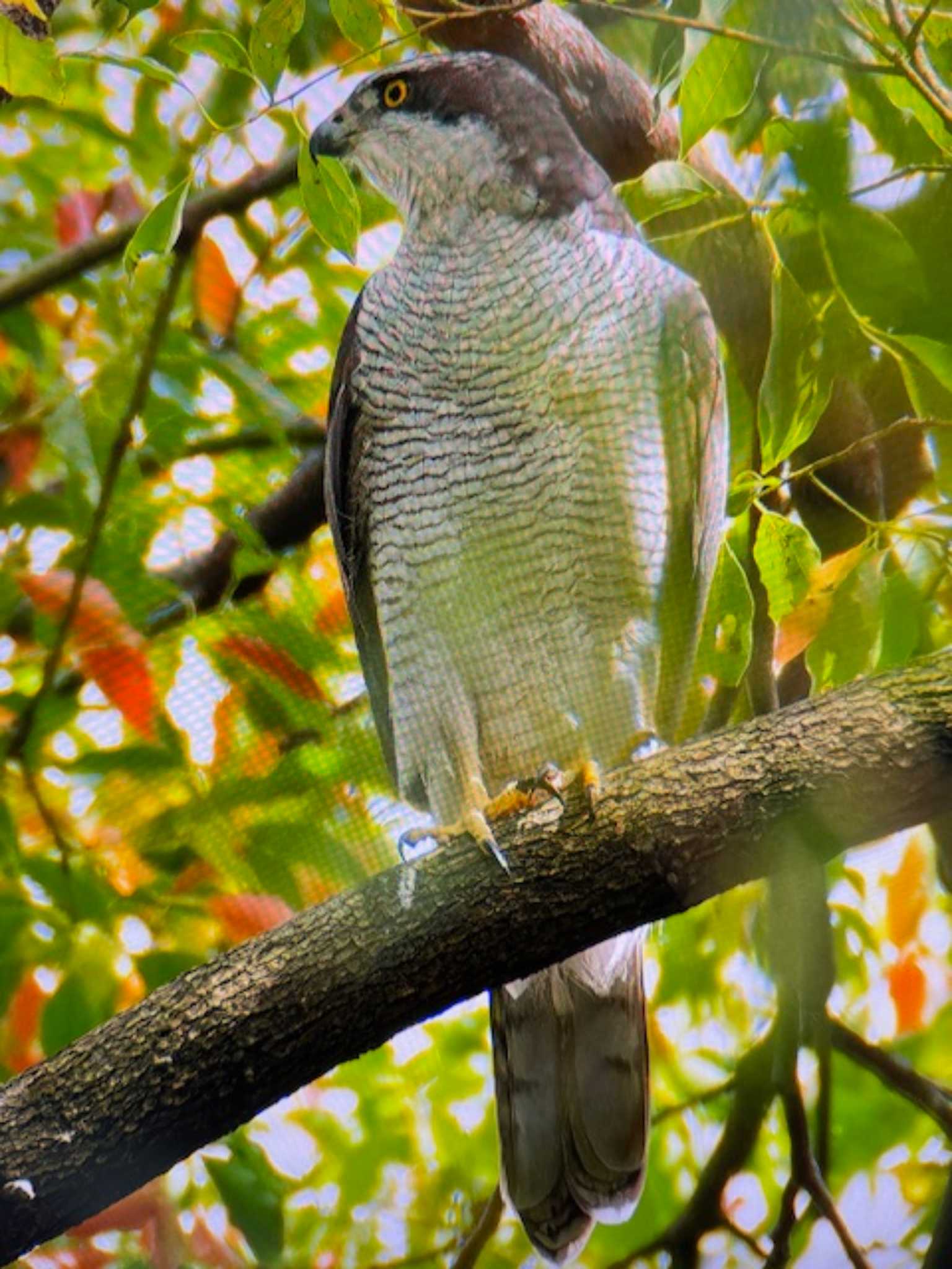 Photo of Eurasian Goshawk at Mizumoto Park by ゆるゆるとりみんgoo