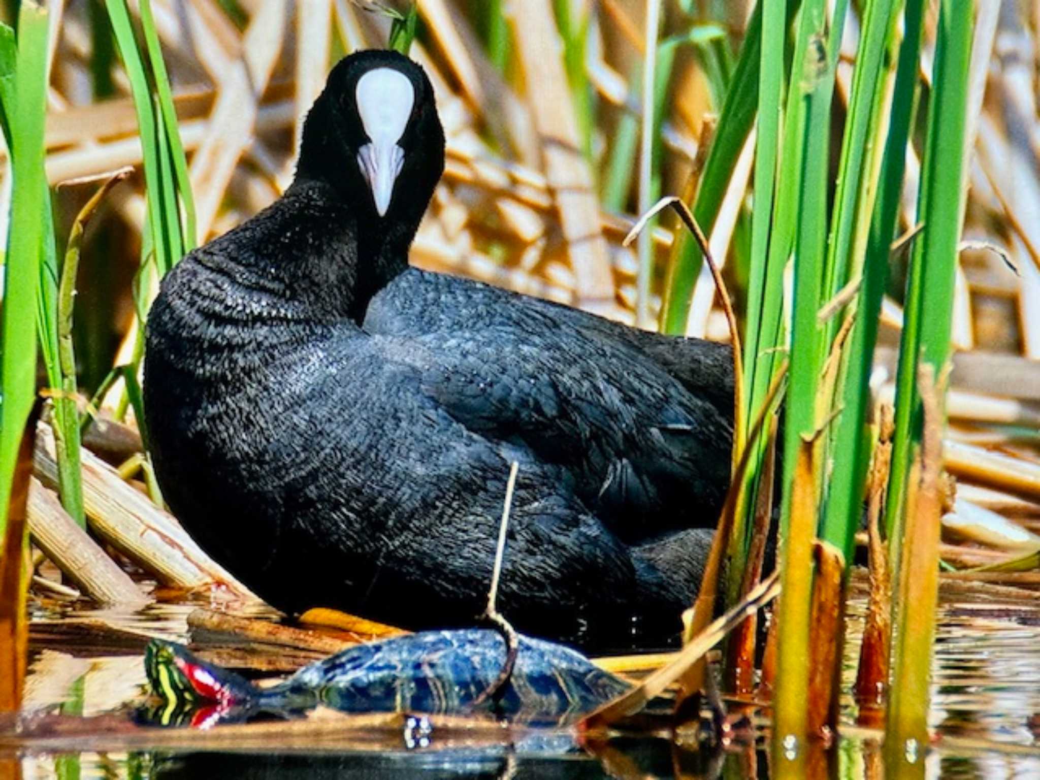 Eurasian Coot