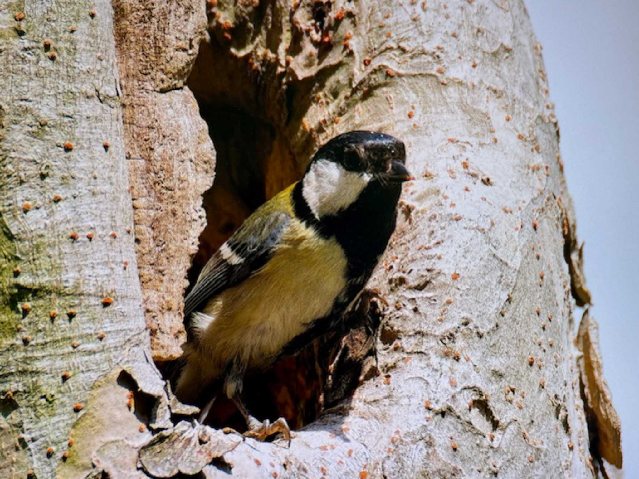 Japanese Tit